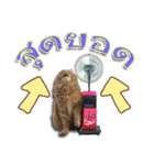 GF kitchen 1（個別スタンプ：14）