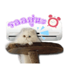 GF kitchen 1（個別スタンプ：15）