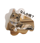 短足マンチカンちか子ちゃん（個別スタンプ：5）