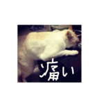 汚汚谷家の猫たち（個別スタンプ：4）