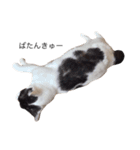 猫の花ちゃん（個別スタンプ：1）