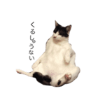 猫の花ちゃん（個別スタンプ：8）