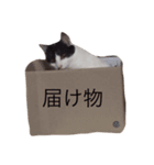 猫の花ちゃん（個別スタンプ：12）