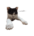 猫の花ちゃん（個別スタンプ：13）