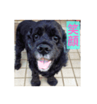 大好きなジャムちゃん（個別スタンプ：7）