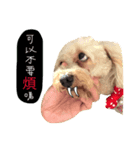 Puppies Bro2（個別スタンプ：1）