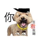 Puppies Bro2（個別スタンプ：5）