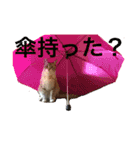 白とラテと時々あき（個別スタンプ：2）