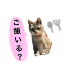 白とラテと時々あき（個別スタンプ：3）