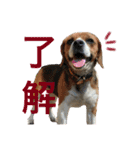 白とラテと時々あき（個別スタンプ：8）