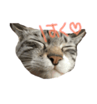 白とラテと時々あき（個別スタンプ：14）