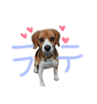 白とラテと時々あき（個別スタンプ：15）