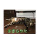 happy cats 3（個別スタンプ：3）