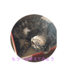happy cats 3（個別スタンプ：4）