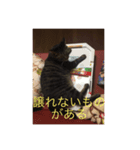 happy cats 3（個別スタンプ：7）