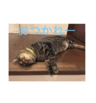 happy cats 3（個別スタンプ：8）