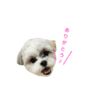 毎日コタロー（個別スタンプ：10）