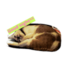 kittenlovely（個別スタンプ：3）