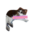 kittenlovely（個別スタンプ：7）