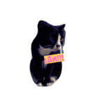 kittenlovely（個別スタンプ：8）