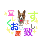 コーギーちくわ（個別スタンプ：9）