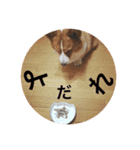 コーギーちくわ（個別スタンプ：10）