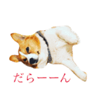 コーギーちくわ（個別スタンプ：11）