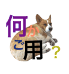 コーギーちくわ（個別スタンプ：19）