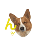 コーギーちくわ（個別スタンプ：21）