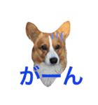 コーギーちくわ（個別スタンプ：23）