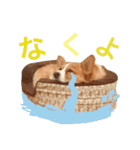 コーギーちくわ（個別スタンプ：26）