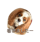 キャバリアみかん2（個別スタンプ：10）
