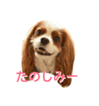 キャバリアみかん2（個別スタンプ：11）