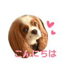 キャバリアみかん2（個別スタンプ：12）