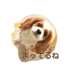 キャバリアみかん2（個別スタンプ：13）
