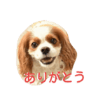 キャバリアみかん2（個別スタンプ：14）