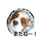 キャバリアみかん2（個別スタンプ：16）