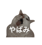 ミーちゃん。2（個別スタンプ：2）