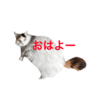 ミーちゃん。2（個別スタンプ：4）