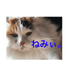 ミーちゃん。2（個別スタンプ：8）