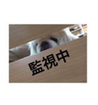 愛犬マシュマロくん（個別スタンプ：5）