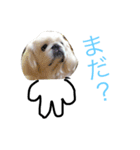 愛犬マシュマロくん（個別スタンプ：6）