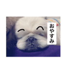 愛犬マシュマロくん（個別スタンプ：7）