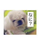愛犬マシュマロくん（個別スタンプ：8）