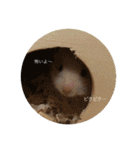 わたしのはむちゃんず。（個別スタンプ：5）