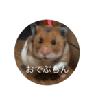 わたしのはむちゃんず。（個別スタンプ：14）