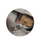 わたしのはむちゃんず。（個別スタンプ：16）