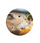 わたしのはむちゃんず。（個別スタンプ：21）