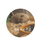 わたしのはむちゃんず。（個別スタンプ：23）