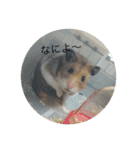 わたしのはむちゃんず。（個別スタンプ：24）